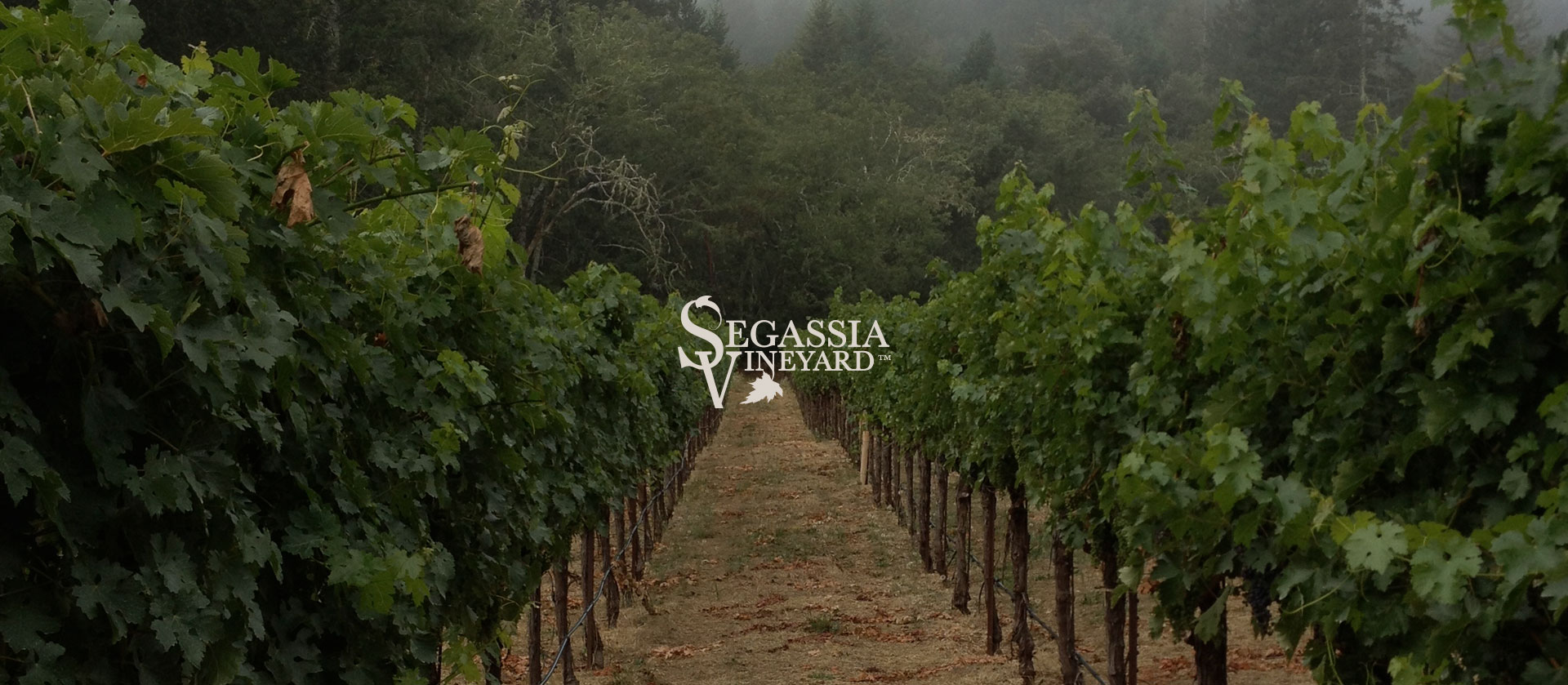 Segassia-Vineyard-Hero